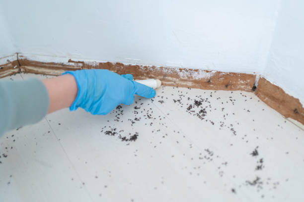 Best Ant Control Services  in Elkton, KY